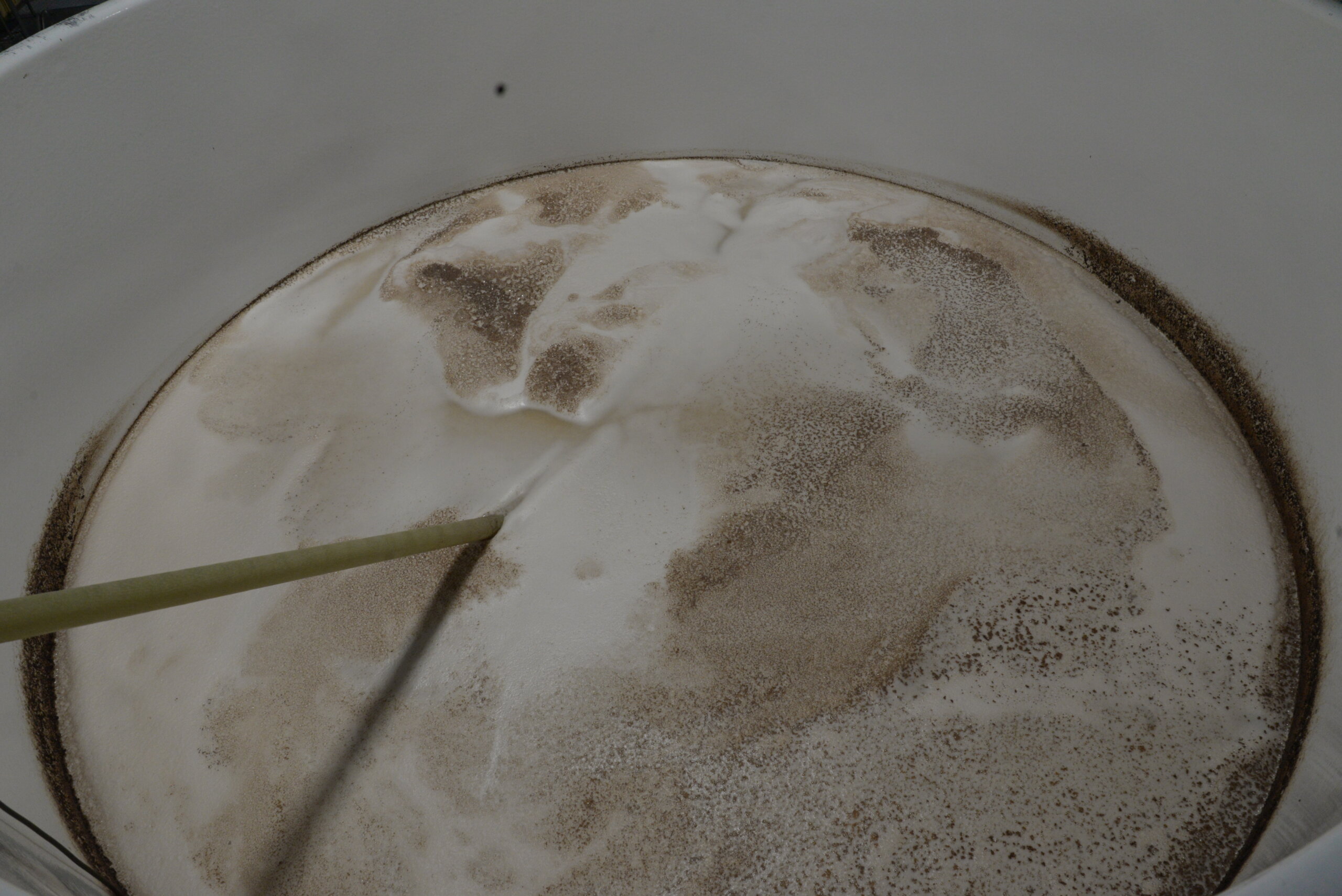 発酵4日目のもろみです。乳酸発酵が進むと表面の色がより濃くなります。