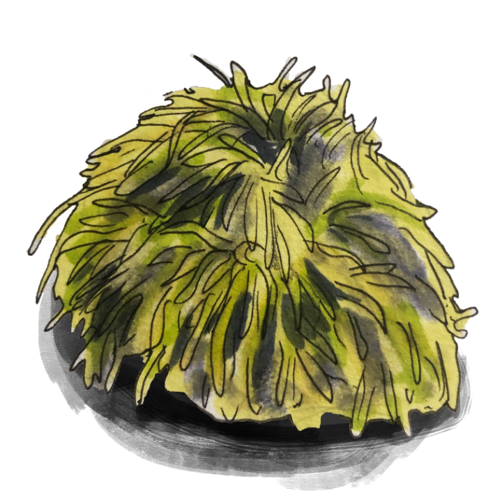 Seaweed（海藻）